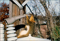 Suicide squirrels driving utilities nuts