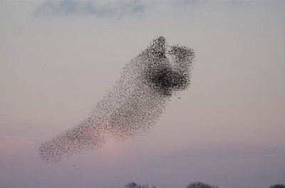 Starlings Flying Formations and Patterns