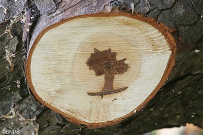 Disease leaves a tree-shaped mark inside tree