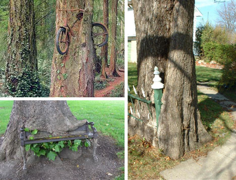 25 Seriously Twisted Trees