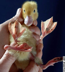 Duckling born with four legs