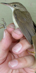 reed warblers