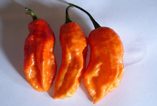 The World's Hottest Chili