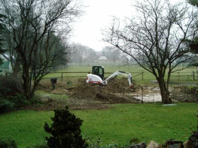 bobcat