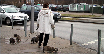 Frau mit vier Hunden