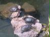 Die Schildkröten