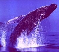 whalejump