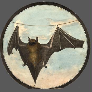 fledermaus