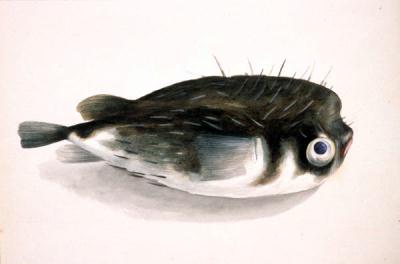 kugelfisch