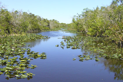 Wasserarm in den Everglades