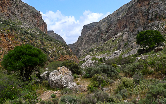 Zakros Gorge, Trees