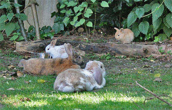 nun ist es doch passiert, morgen geht es zum tierdoktor, schnippschnipp