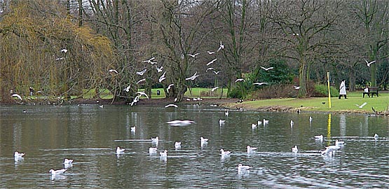 enten verdrängende möwen im zoogarten