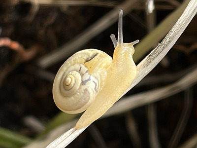 Kartäuserschnecke (Monacha cartusiana)