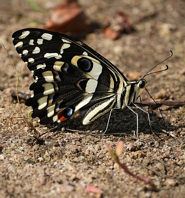 Citrus Swallowtail 