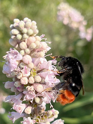 Steinhummel (Bombus lapidarius) auf Mönchspfeffer (Vitex agnus-castus)