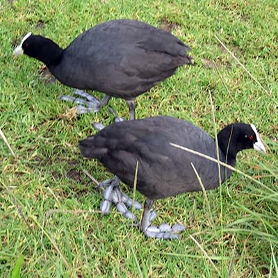 Lake Pupuke - Takapuna - Auckland - New Zealand - 28 February 2018 - 17:04