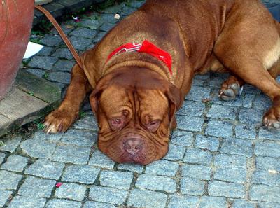 not so happy dog lying next to his owner in a cafe close to warnemuende beach