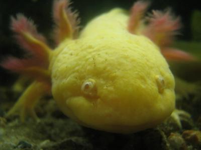 axolotl - ambystoma mexicanum
