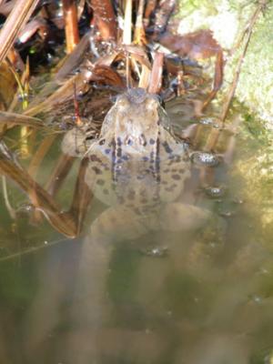 Rana temporaria