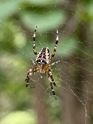 Gartenkreuzspinne (Araneus diadematus)