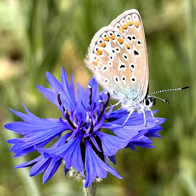 Hauhechel-Bläuling (Polyommatus icarus)