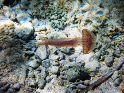 Leuchtqualle (Pelagia noctiluca), auch Feuerqualle