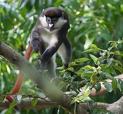 Rotschwanzmeerkatze 