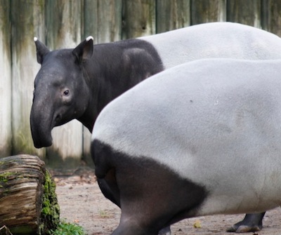 Schabrackentapir