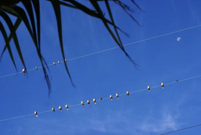 California Mourning Doves