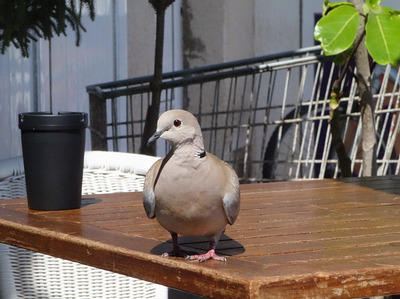 Tuerkentaube (Streptopelia decaocto)