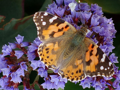 distelfalter (vanessa cardui) an strandflieder