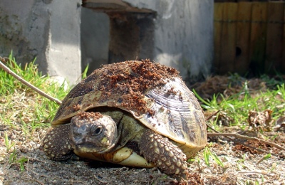 Testudo hermanni h.