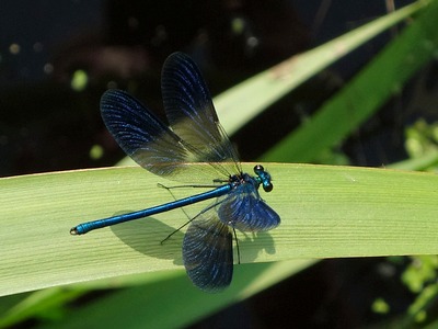 Gebänderte Prachtlibelle ♂ (Calopteryx splendens)