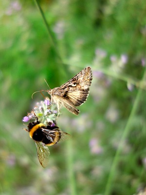 gamma-eule (autographa gamma) und erdhummel (bombus terrestris) an lavendel