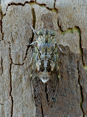 Singzikade (Cicada orni?)
