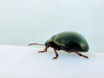 käfer auf marmor serviert