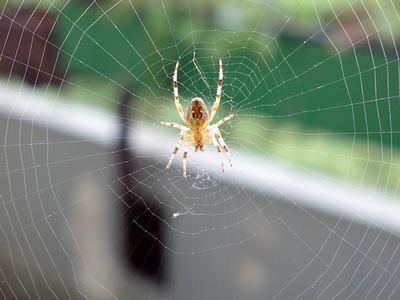 Gartenkreuzspinne (Araneus diadematus), Unterseite