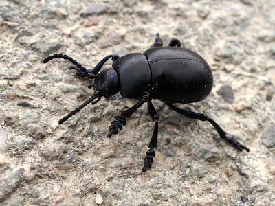 Tatzenkäfer (Timarcha tenebricosa)