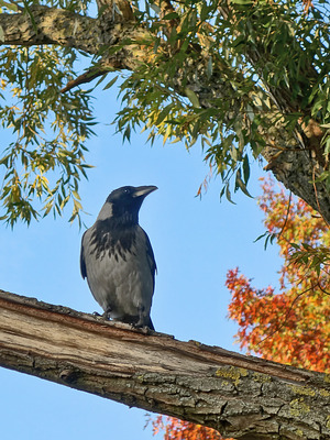Nebelkrähe (Corvus corone)