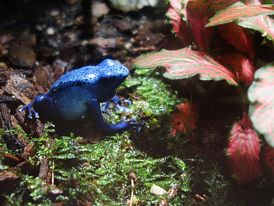 Blauer Baumsteiger (Dendrobates tinctorius var. azureus)  