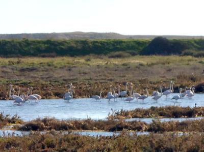 Flamingos, Ria de Alvor