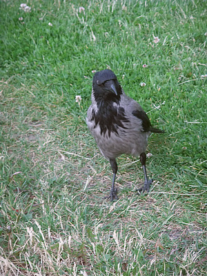 Nebelkrähe (Corvus corone cornix)