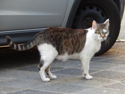 Quelle: DSCN6894-katze-kl.jpg