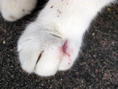 Frau Kitty's bloody paw