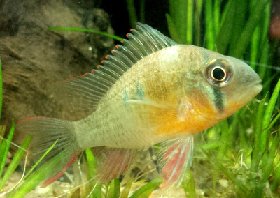 papiliochromis altispinosa