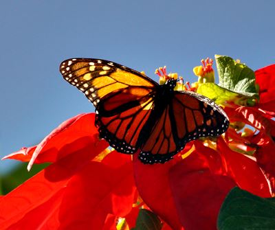 Quelle: Monarch auf Poinsettie.JPG