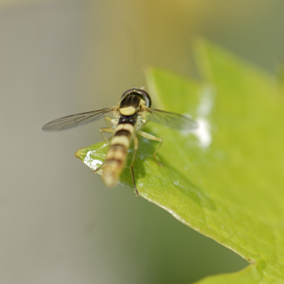 syrphida auf vitis vinifera