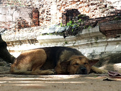 Wat Maha Tat - Chikun Road - Ayutthaya - Thailand - 21 October 2012 - 11:55