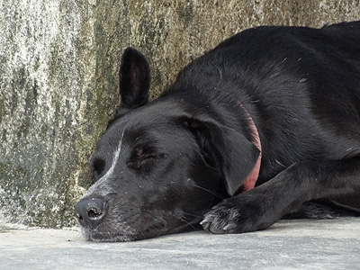 Kamala Beach - Phuket - Thailand - 10 August 2013 - 14:03